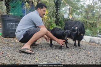 కేరళ రైతు యొక్క చిన్న మేక, కరుంబి, గిన్నిస్ రికార్డును ప్రపంచంలోనే అతి తక్కువ అని పేర్కొంది ...