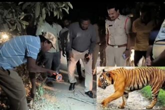 పెద్దపల్లి జిల్లాలో పెద్దపులి పెద్దపులి, తోడు కోసం కోసం ఆడపులి ఆరాటం ఆరాటం, భయాందోళనలో అటవీ గ్రామాల ప్రజలు.