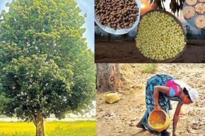 ప్రధాని మోదీ మెచ్చిన మెచ్చిన లడ్డూ లడ్డూ లడ్డూ, ఆదిలాబాద్ ఆదిలాబాద్ జాతీయ జాతీయ స్థాయిలో గుర్తింపు గుర్తింపు- pm Modi గిరిజన మహిళలను ప్రశంసించింది IPPA ఫ్లవర్ లడ్డూ బూస్టింగ్ ఆదిలాబాద్ నేషనల్ రికగ్నిషన్, తెలంగాణ తెలంగాణ న్యూస్