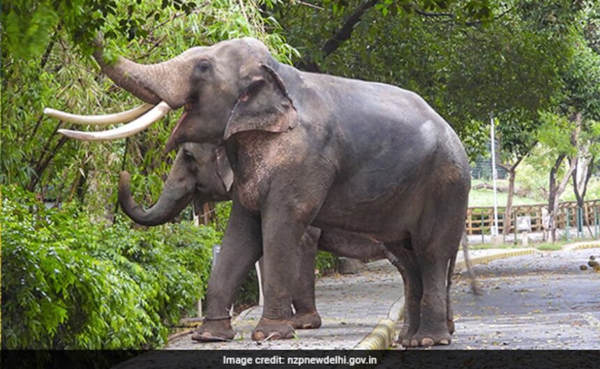 "ఫ్రూట్ ఐస్ క్యూబ్స్", జంతువులను చల్లగా ఉంచడానికి స్ప్రింక్లర్లు