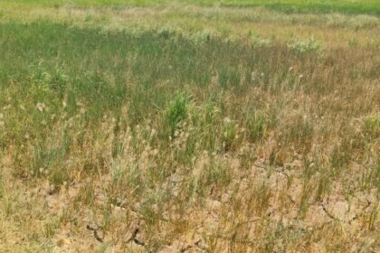 వట్టిపోతున్న వట్టిపోతున్న, బోర్లు -ఎండిపోతున్న పంట పంట పొలాలు