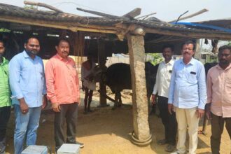 గాలికుంటు వ్యాధి రాకుండా పశువులకు టీకాలు వేయించాలి