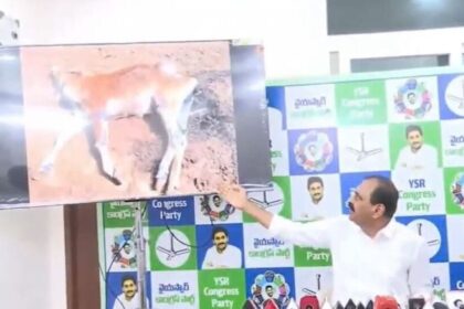 TTD COWS మరణం వరుస: టీటీడీ టీటీడీ గోశాలలో గోవులు గోవులు మృతి చెందాయా .. 9 ముఖ్యమైన ముఖ్యమైన అంశాలు