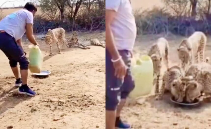 కునో వద్ద చిరుతలకు నీరు ఇచ్చిన డ్రైవర్ ఉల్లంఘనలపై కాల్పులు జరిపాడు