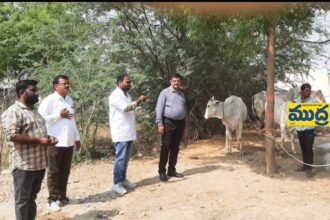 గాలికుంటు వ్యాధి రాకుండా పశువులకు టీకాలు వేయించాలి