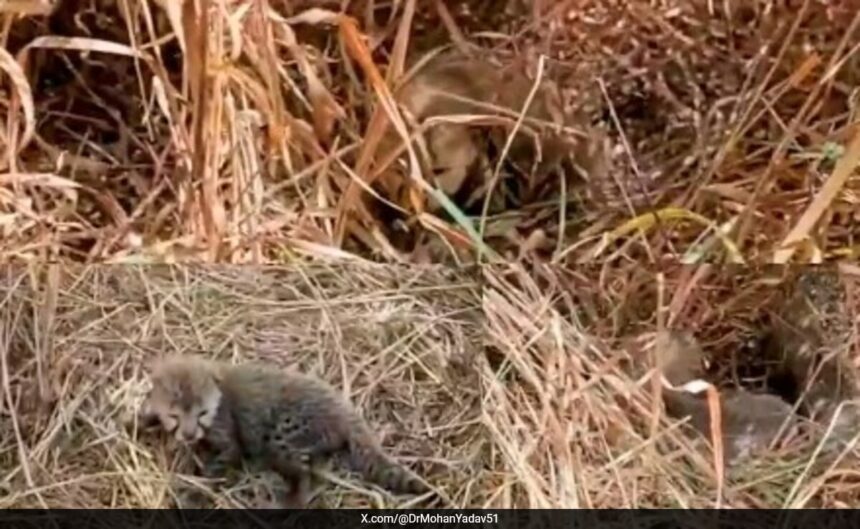 చిరుత నర్వా మధ్యప్రదేశ్‌లోని కునో నేషనల్ పార్క్ వద్ద 5 పిల్లలకు జన్మనిస్తుంది