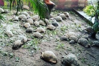 శ్రీ కూర్మం క్షేత్రంలో క్షేత్రంలో విషాదం .. నక్షత్ర నక్షత్ర తాబేళ్ల తాబేళ్ల .. భక్తుల భక్తుల ఆందోళన, గుట్టుగా దగ్ధం దగ్ధం చేసిన సిబ్బంది ..