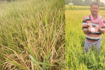 సిద్దిపేట్ జిల్లా: సిద్దిపేట జిల్లాలో వడగండ్ల వాన బీభత్సం బీభత్సం