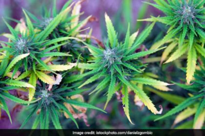 30,000 రహస్యంగా పెరిగిన గంజాయి మొక్కలు టర్కీలో ధ్వంసమయ్యాయి: నివేదిక