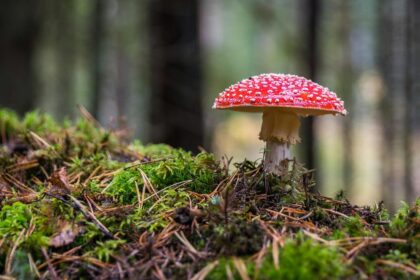 ఘోరమైన ఫంగస్ ఆసియా, యూరప్ మరియు అమెరికాలో లక్షలాది మందిని చంపగలదు, అధ్యయనం హెచ్చరిస్తుంది