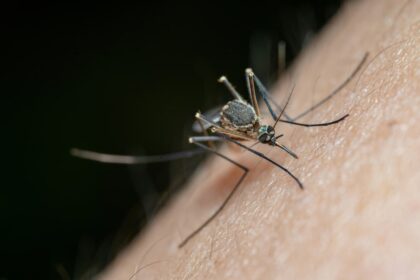 దోమలు కొంతమంది వ్యక్తుల పట్ల ఎందుకు ఎక్కువగా ఆకర్షించబడతాయి? అధ్యయనం వివరిస్తుంది