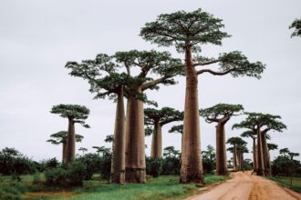 ప్రపంచంలోని అతిపెద్ద ద్వీపాలలో 5 మీ ప్రయాణ కోరికల జాబితాకు జోడించబడ్డాయి