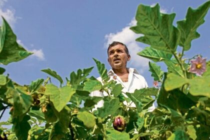కేంద్ర కేబినెట్ కీలక నిర్ణయం; 'పీఎం ధన-దాన్య కృషి యోజన'కు- క్యాబినెట్ 24 వేల కోట్ల రూపాయల వ్యవసాయ క్షేత్రాలను గ్రీన్ ఎనర్జీలో పెట్టుబడులను నొక్కి చెబుతుంది,