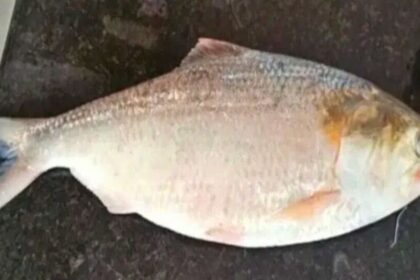 గోదావరి పులసకు తీరని తీరని .. పుస్తెలమ్మినా పుస్తెలమ్మినా దొరకదు ఇక