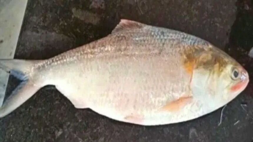 గోదావరి పులసకు తీరని తీరని .. పుస్తెలమ్మినా పుస్తెలమ్మినా దొరకదు ఇక