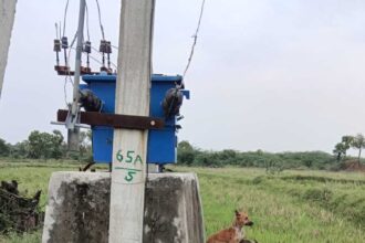 విద్యుత్ షాక్ తో గేదె గేదె