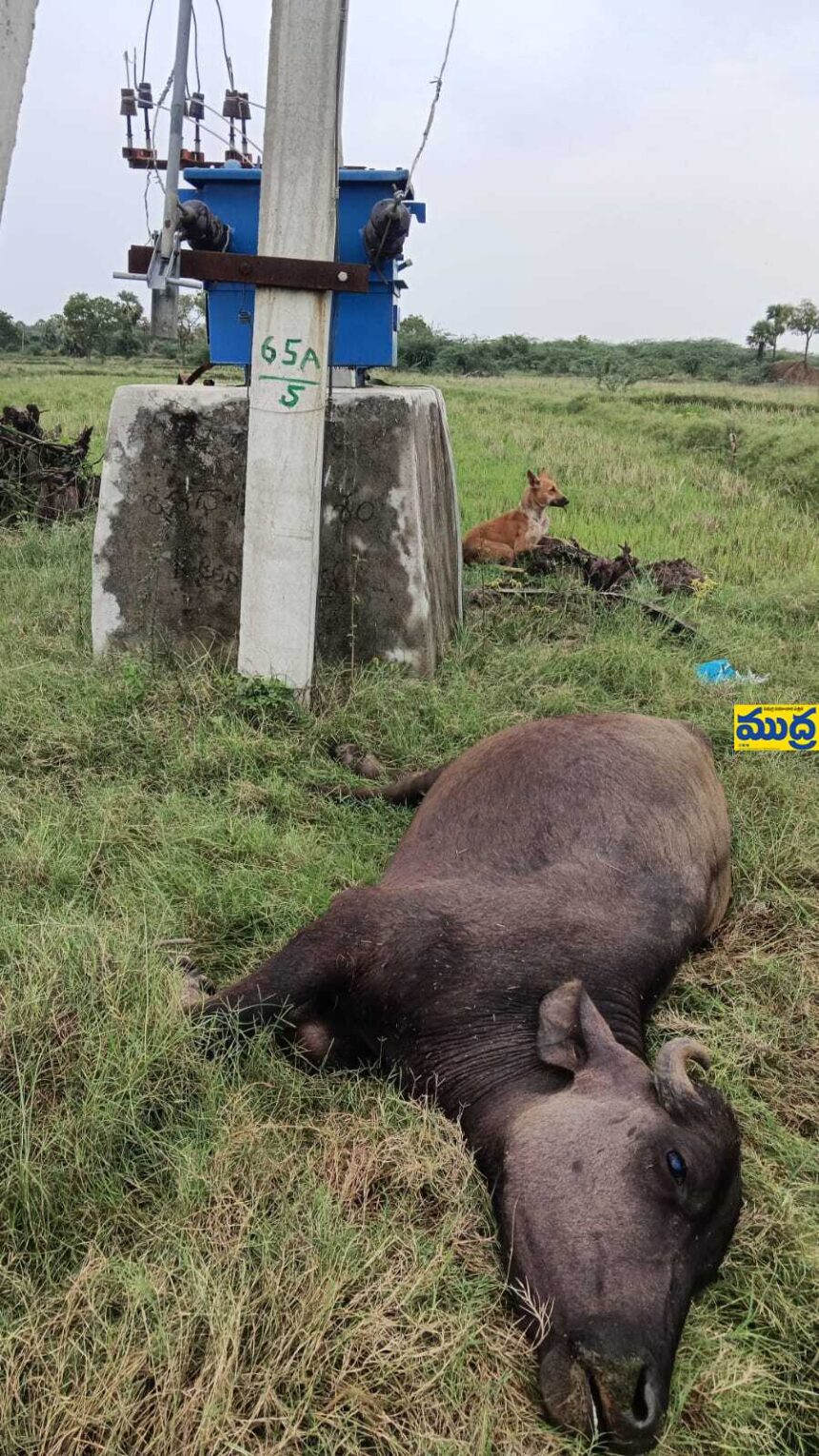 విద్యుత్ షాక్ తో గేదె గేదె