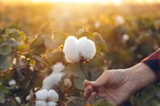 పత్తి కొనుగోలుకు సీసీఐ యాప్ .. స్లాట్ స్లాట్ చేసేందుకు రైతులు రైతులు ఈ వివరాలు ఇవ్వాలి!